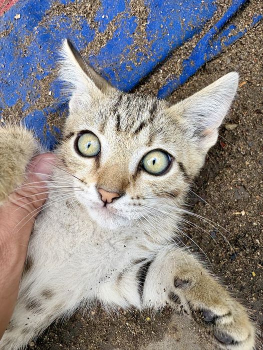 Отдам котят в хорошие руки