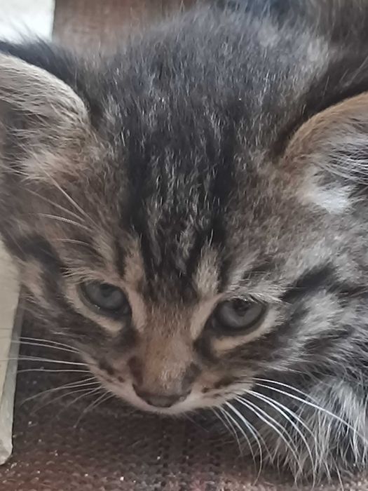 отдам котят в хорошие руки