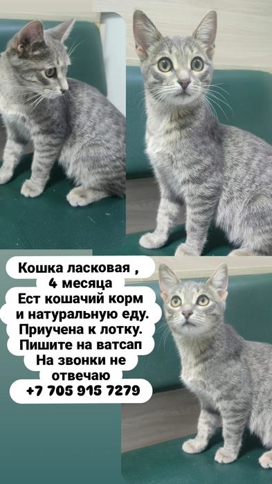 Пристраиваются кошки