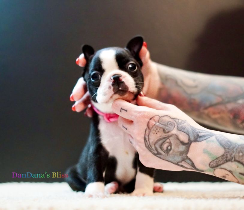 Boston Terrier cu pedigree - fetita