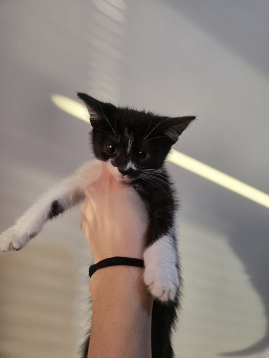 Котята в хорошие руки