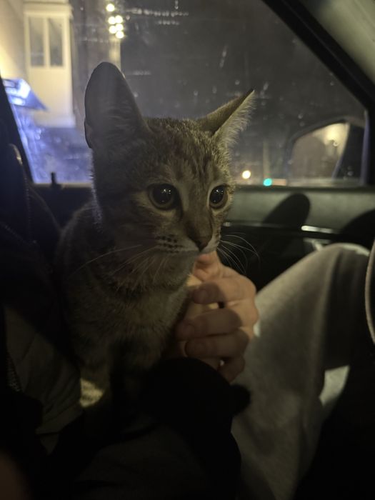 Отдам кошку бесплатно