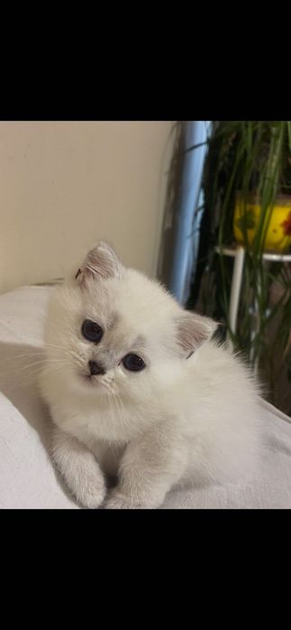Британски котета