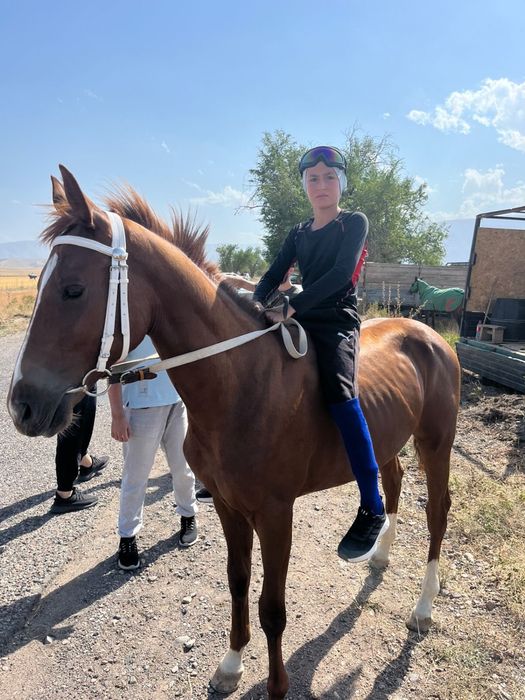 Продаже лошадь жеребчик