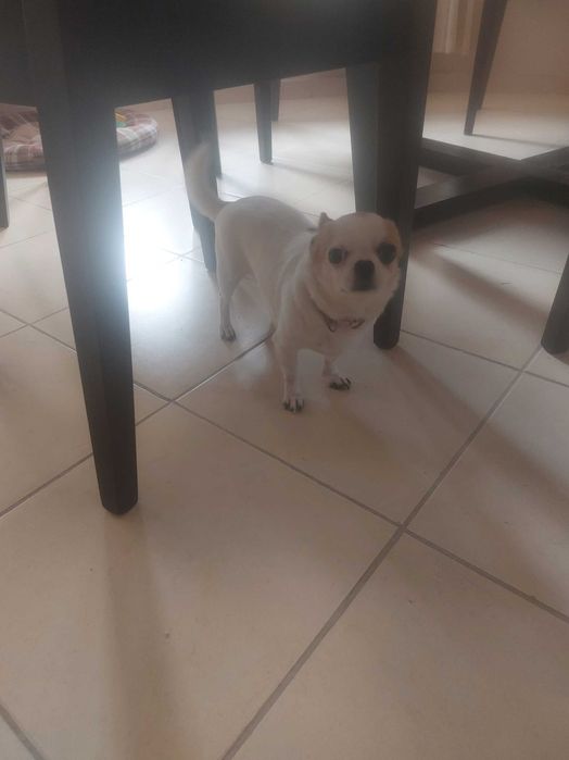 Чихуа хуа мини момиче на 3 г.