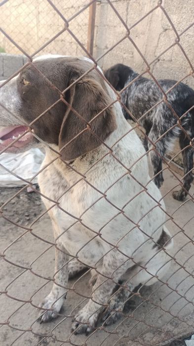 Шенок Курцхар кабель