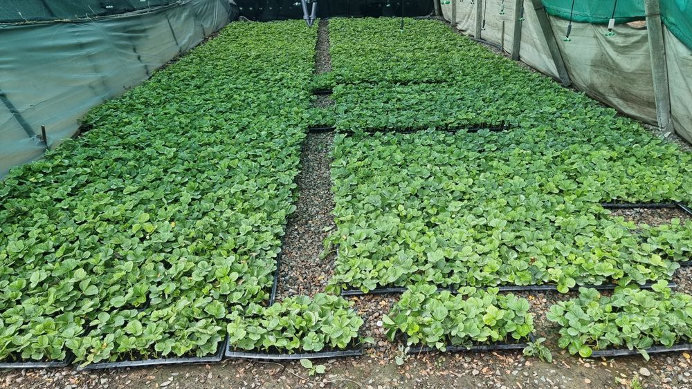 Рассада клубники альбион