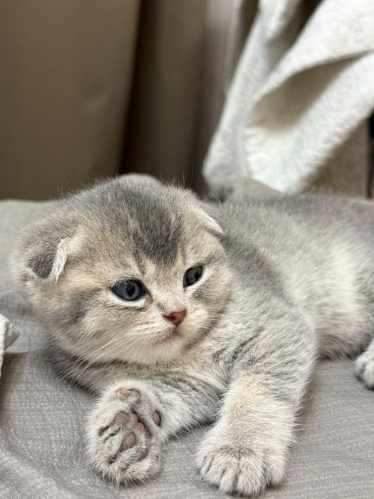 Продам котят шотландский