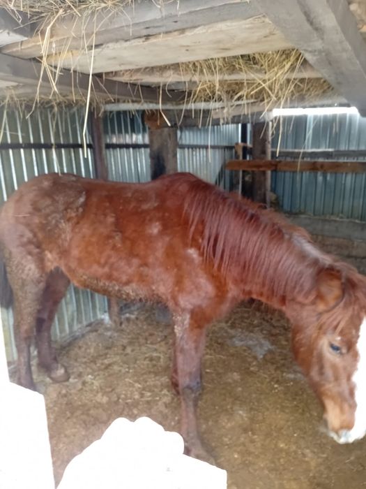 Продам 2 байталки с откорма