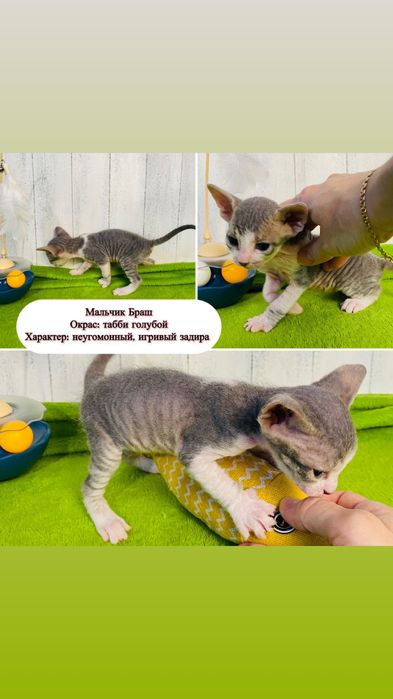 БРОНЬ котята сфинксы