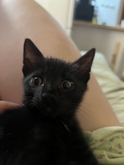 Adopție motănel