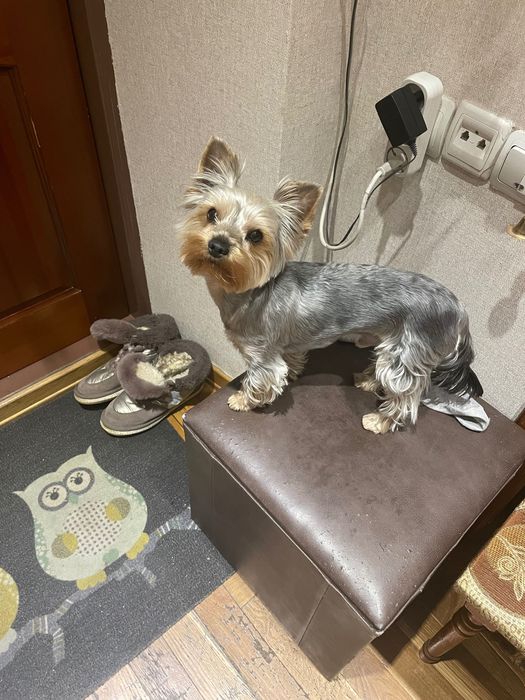 Случка Йоркширский терьер