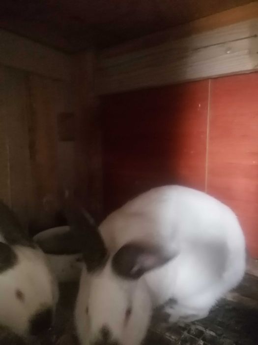 Кролики Калифорния