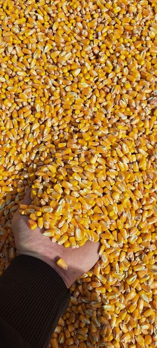 Boabe de porumb 2025