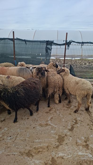 Vand oi si berbeci grasi