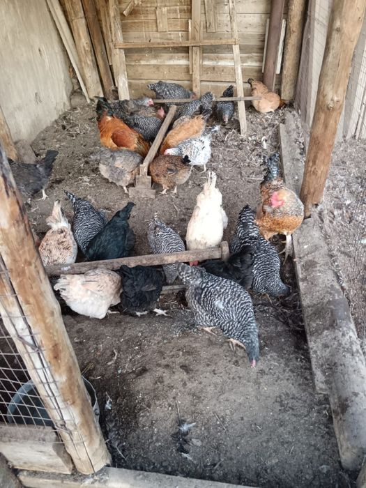 Продам живых курей