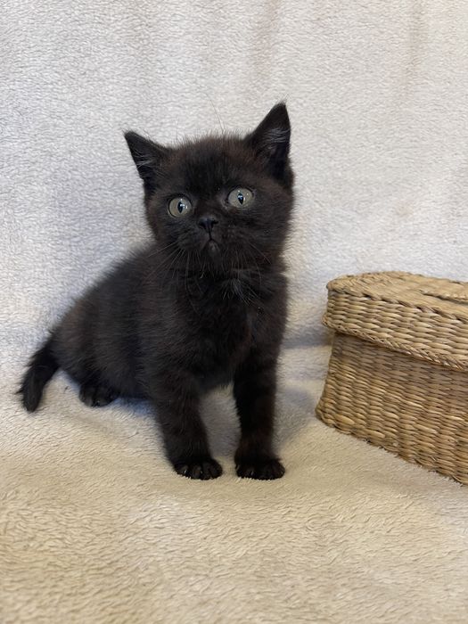 Дарим котенка, кошечка, кот, кошка
