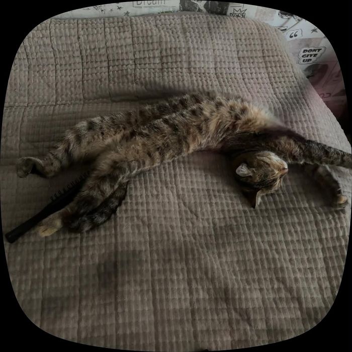 Отдам кошку бесплатно