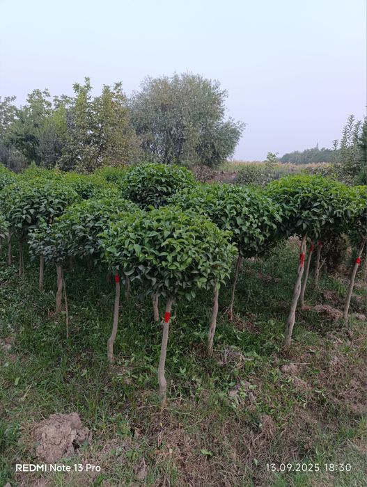 Archalar sotiladi limon apilsin mandarin