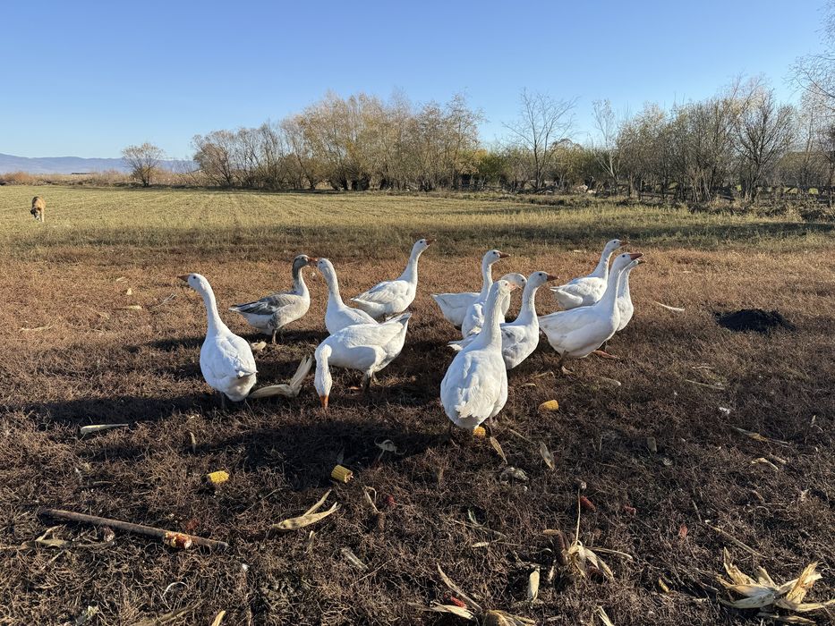 gâște crescute natural în gospodărie
