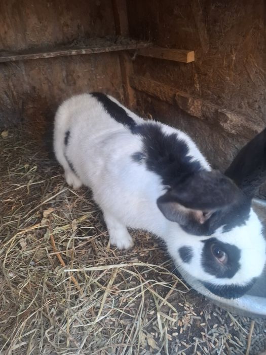 Devinzarw Iepuri fluture