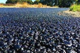 Битум 90х60,90х10 битум праймер