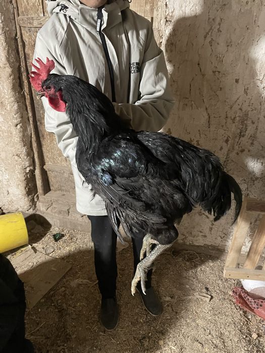 Джерси гигант қораз