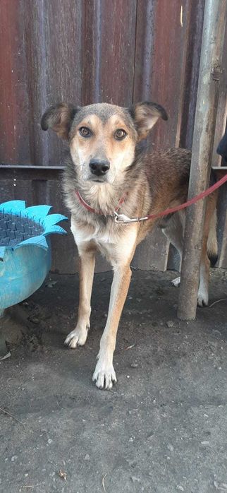 Славный пес ищет дом!