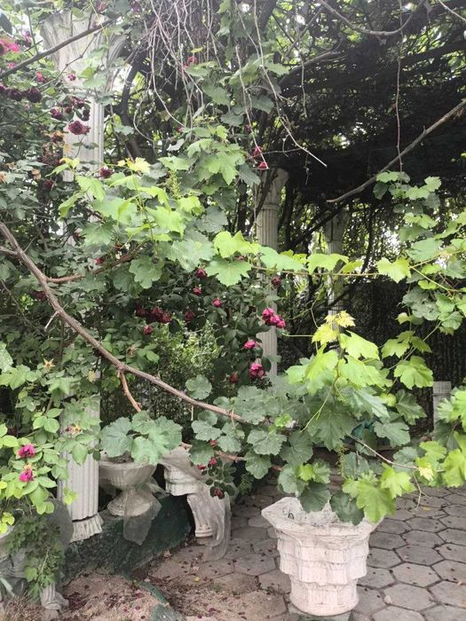 Продаётся дача в Фергане Калачах