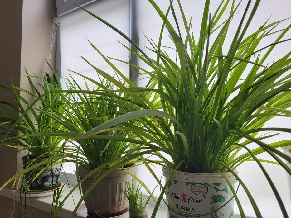 Хлорофитум 6000 тг