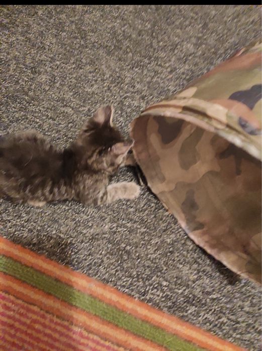 Котенок в добрые руки