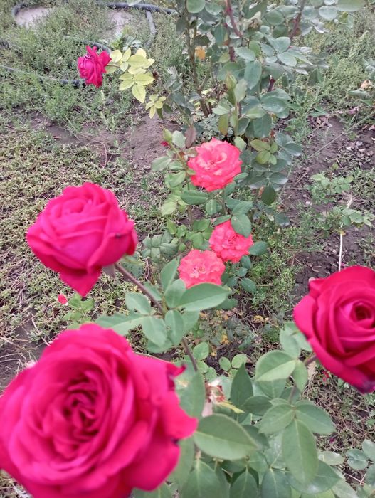 Розы посадочные "Анжелика","Казахстанский".