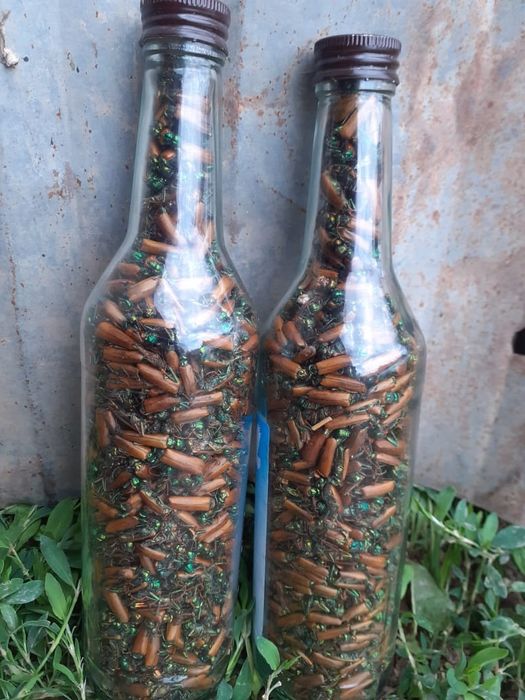 Простатитке алтын қоңыз инфекция емдейді