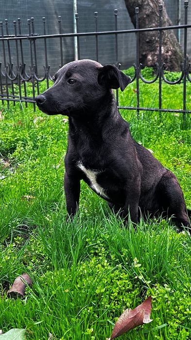 Собака отдается в хорошие руки