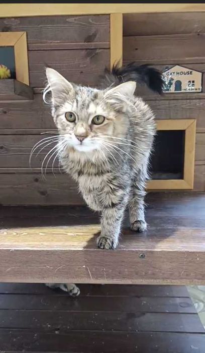 Котенок в добрые руки (Девочка 3-4 месяца)