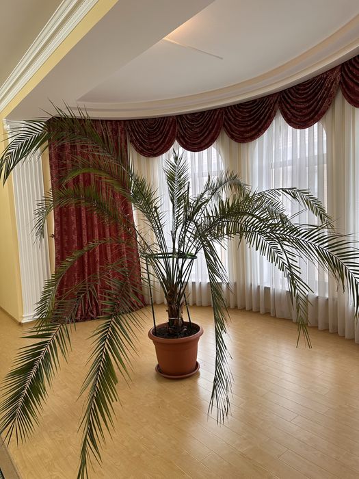 Домашние цветы продам