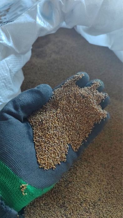 Семена  Донника.