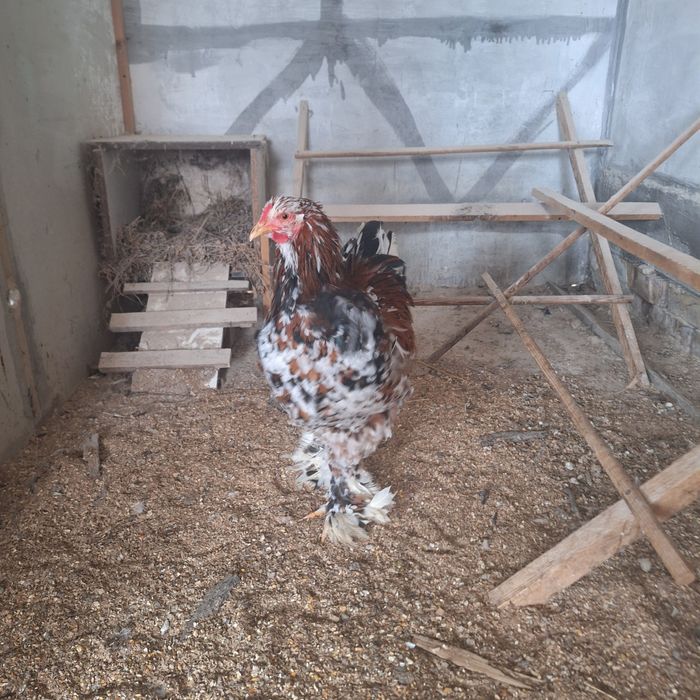 cocos brahma portelan de vanzare