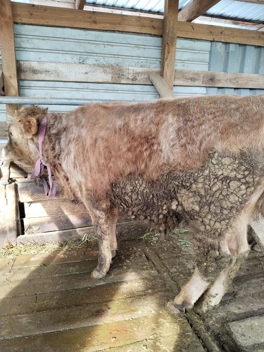 Бычки в хорошем состоянии