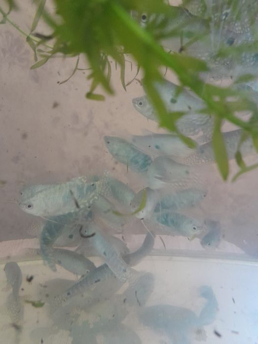 Рыбки гурами продам