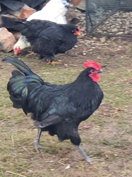 Austrolop Rasă PURĂ !