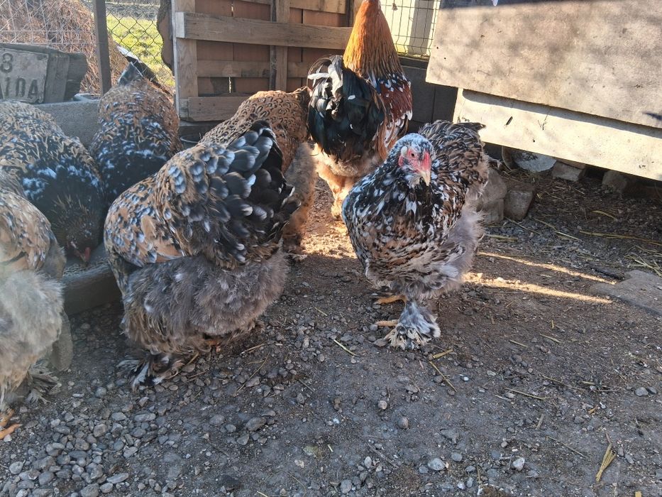 Vând ouă pentru incubat