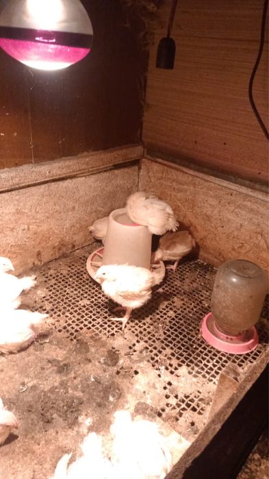 Инкубатор для яиц