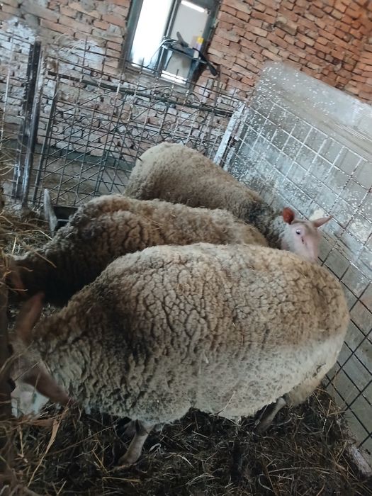 De vânzare m-ai multe detalii la telefon