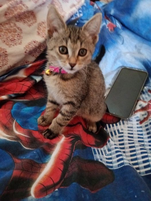 Donez pisicuț spre adopție