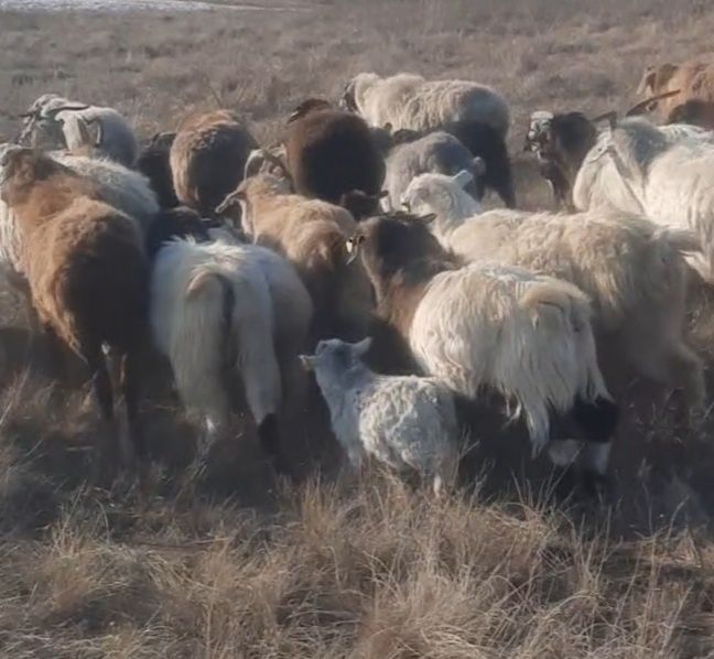 Теке сатам, Продам козла