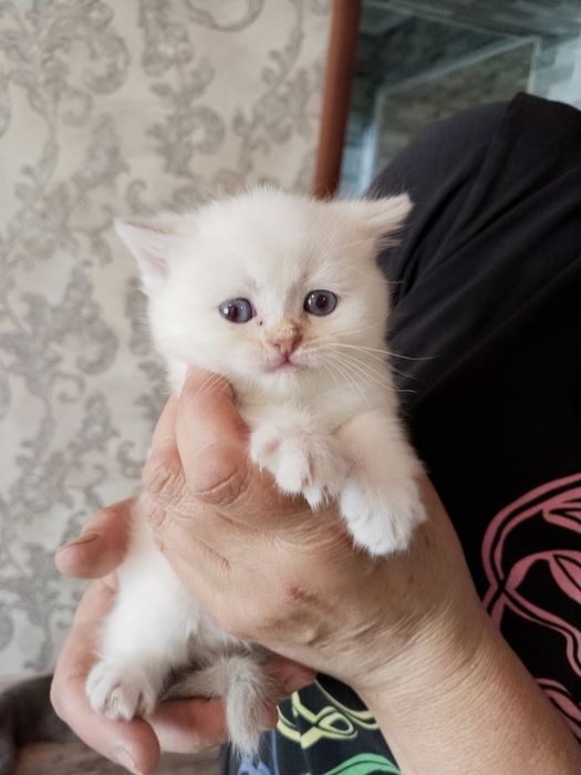 Продаются котята шиншиллы