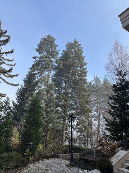 Премахване на опасни дървета • Кастрене • Подръжка • Извозване