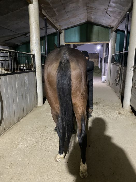 Чистокровный жеребец производитель