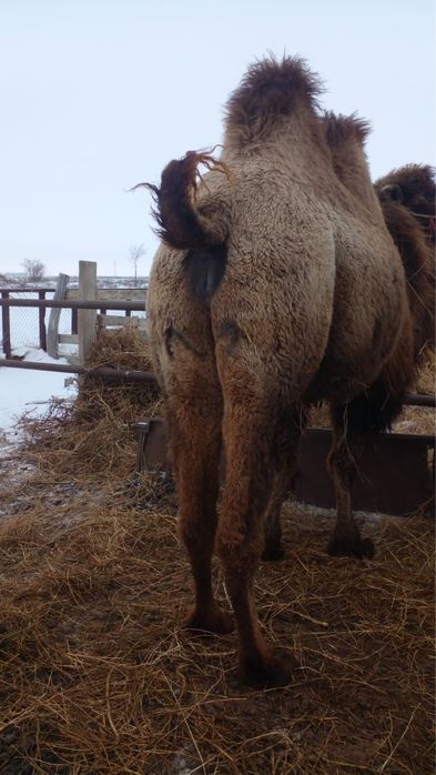 Буаз түйе сатылады